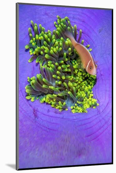 Pink anemonefish sheltering in a Magnificent sea anemone-Alex Mustard-Mounted Photographic Print