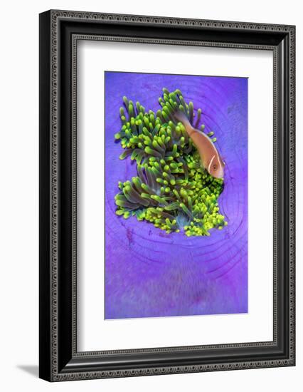 Pink anemonefish sheltering in a Magnificent sea anemone-Alex Mustard-Framed Photographic Print