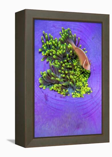 Pink anemonefish sheltering in a Magnificent sea anemone-Alex Mustard-Framed Premier Image Canvas