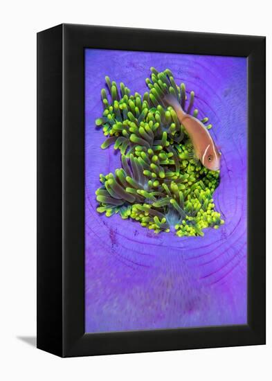 Pink anemonefish sheltering in a Magnificent sea anemone-Alex Mustard-Framed Premier Image Canvas