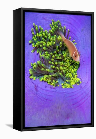 Pink anemonefish sheltering in a Magnificent sea anemone-Alex Mustard-Framed Premier Image Canvas