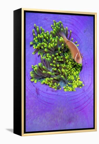 Pink anemonefish sheltering in a Magnificent sea anemone-Alex Mustard-Framed Premier Image Canvas
