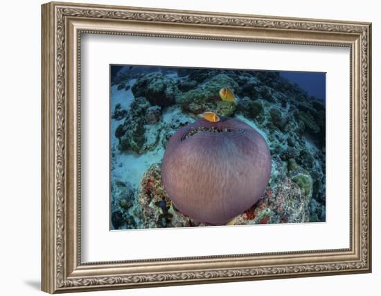 Pink Anemonefish Swim Close to their Host Anemone-Stocktrek Images-Framed Photographic Print