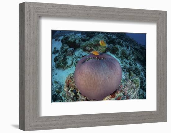 Pink Anemonefish Swim Close to their Host Anemone-Stocktrek Images-Framed Photographic Print