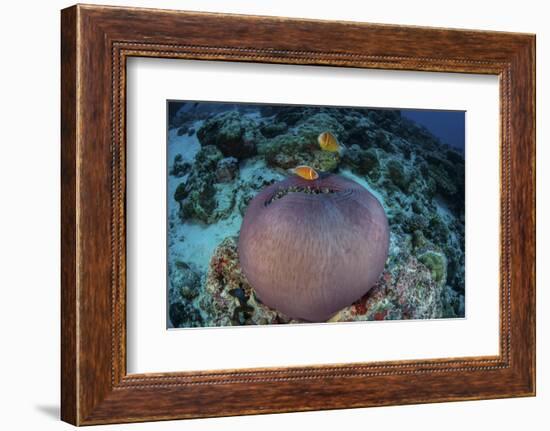 Pink Anemonefish Swim Close to their Host Anemone-Stocktrek Images-Framed Photographic Print