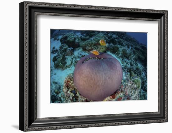 Pink Anemonefish Swim Close to their Host Anemone-Stocktrek Images-Framed Photographic Print