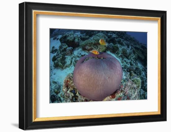 Pink Anemonefish Swim Close to their Host Anemone-Stocktrek Images-Framed Photographic Print