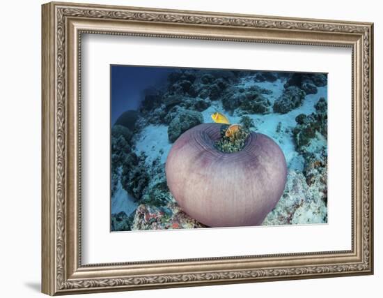 Pink Anemonefish Swim Close to their Host Anemone-Stocktrek Images-Framed Photographic Print