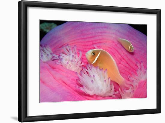 Pink Anemonefishes in a Sea Anemone (Amphiprion Perideraion), Pacific Ocean.-Reinhard Dirscherl-Framed Photographic Print