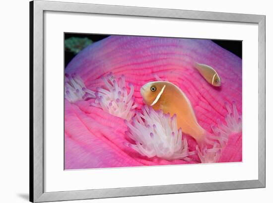 Pink Anemonefishes in a Sea Anemone (Amphiprion Perideraion), Pacific Ocean.-Reinhard Dirscherl-Framed Photographic Print