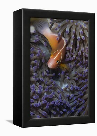 Pink Anenomefish (Amphoprion Perideraion) Dominant Female-Louise Murray-Framed Premier Image Canvas