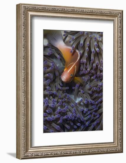 Pink Anenomefish (Amphoprion Perideraion) Dominant Female-Louise Murray-Framed Photographic Print