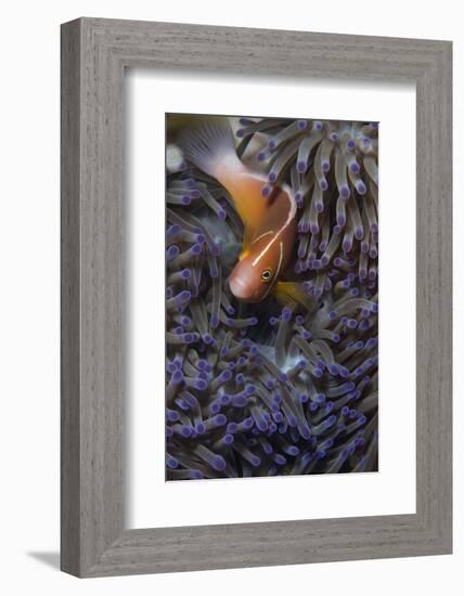 Pink Anenomefish (Amphoprion Perideraion) Dominant Female-Louise Murray-Framed Photographic Print