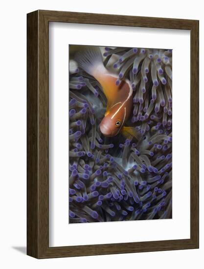 Pink Anenomefish (Amphoprion Perideraion) Dominant Female-Louise Murray-Framed Photographic Print