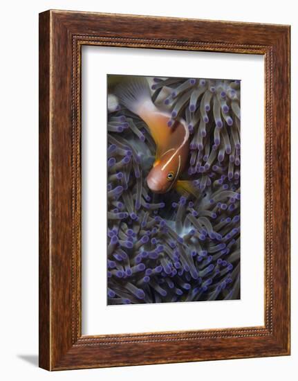 Pink Anenomefish (Amphoprion Perideraion) Dominant Female-Louise Murray-Framed Photographic Print