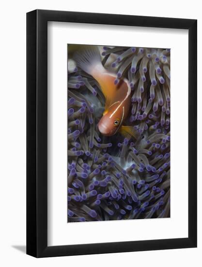 Pink Anenomefish (Amphoprion Perideraion) Dominant Female-Louise Murray-Framed Photographic Print