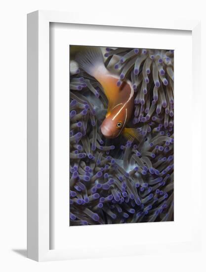 Pink Anenomefish (Amphoprion Perideraion) Dominant Female-Louise Murray-Framed Photographic Print