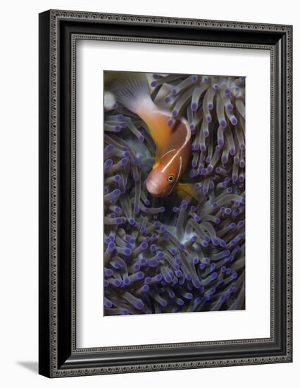 Pink Anenomefish (Amphoprion Perideraion) Dominant Female-Louise Murray-Framed Photographic Print