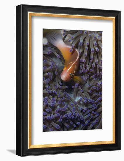 Pink Anenomefish (Amphoprion Perideraion) Dominant Female-Louise Murray-Framed Photographic Print