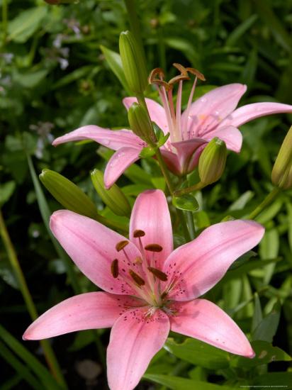 'Pink Asiatic Lilies, Reading, Massachusetts, USA' Photographic Print ...