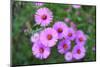 Pink Aster Flowers in Autumn-TMsara-Mounted Photographic Print