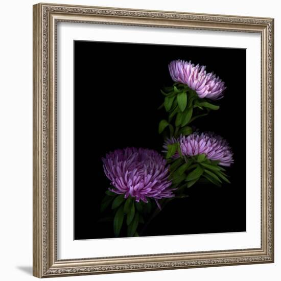 Pink Aster-Magda Indigo-Framed Photographic Print