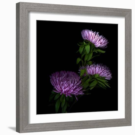 Pink Aster-Magda Indigo-Framed Photographic Print