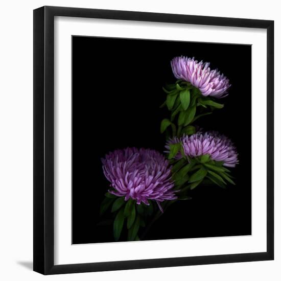 Pink Aster-Magda Indigo-Framed Photographic Print