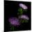 Pink Aster-Magda Indigo-Mounted Photographic Print