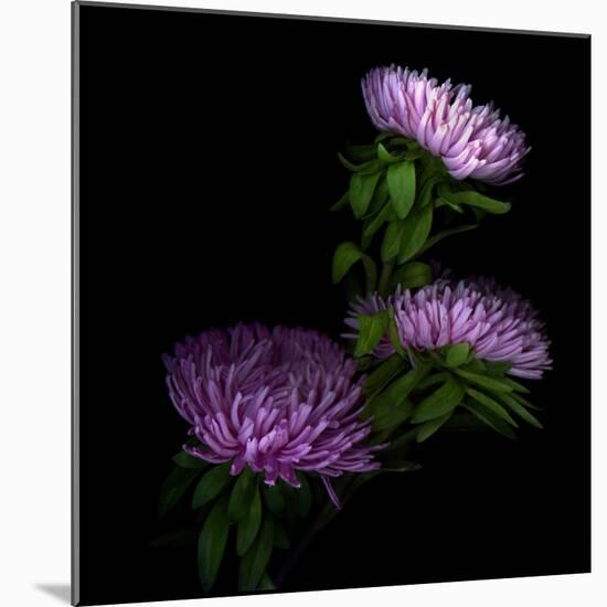 Pink Aster-Magda Indigo-Mounted Photographic Print