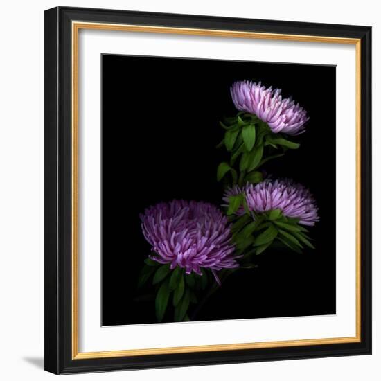 Pink Aster-Magda Indigo-Framed Photographic Print