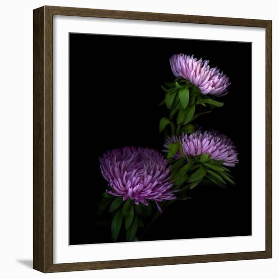 Pink Aster-Magda Indigo-Framed Photographic Print