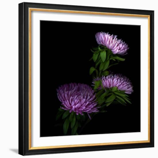 Pink Aster-Magda Indigo-Framed Photographic Print