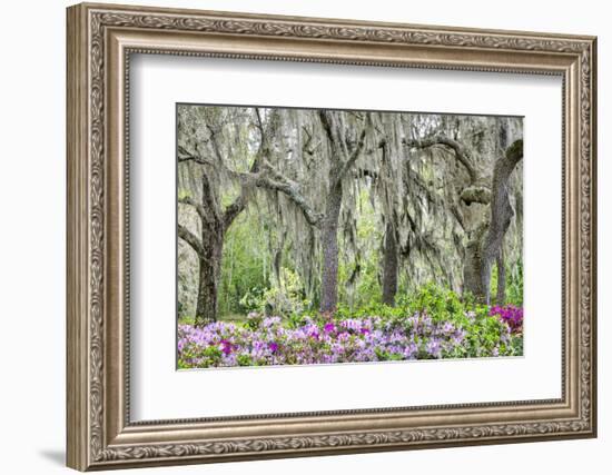 Pink azalea bush and live oak trees with Spanish Moss, Florida, USA-Lisa Engelbrecht-Framed Photographic Print