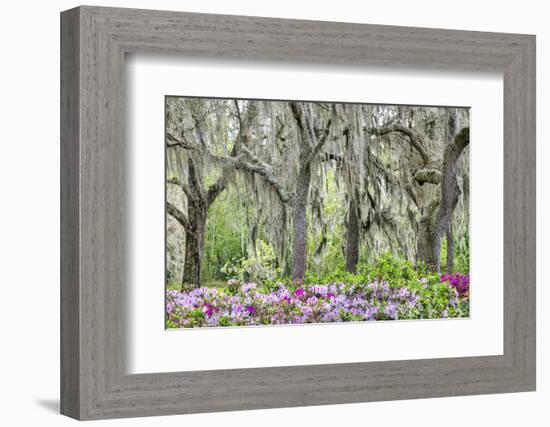 Pink azalea bush and live oak trees with Spanish Moss, Florida, USA-Lisa Engelbrecht-Framed Photographic Print