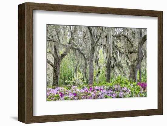 Pink azalea bush and live oak trees with Spanish Moss, Florida, USA-Lisa Engelbrecht-Framed Photographic Print