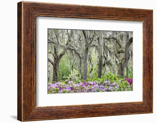 Pink azalea bush and live oak trees with Spanish Moss, Florida, USA-Lisa Engelbrecht-Framed Photographic Print