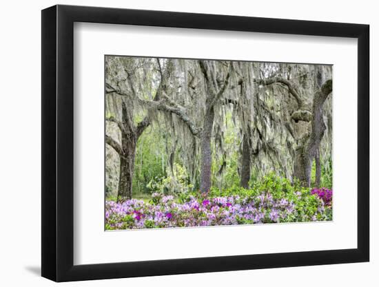 Pink azalea bush and live oak trees with Spanish Moss, Florida, USA-Lisa Engelbrecht-Framed Photographic Print