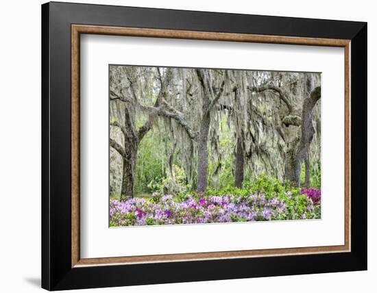 Pink azalea bush and live oak trees with Spanish Moss, Florida, USA-Lisa Engelbrecht-Framed Photographic Print