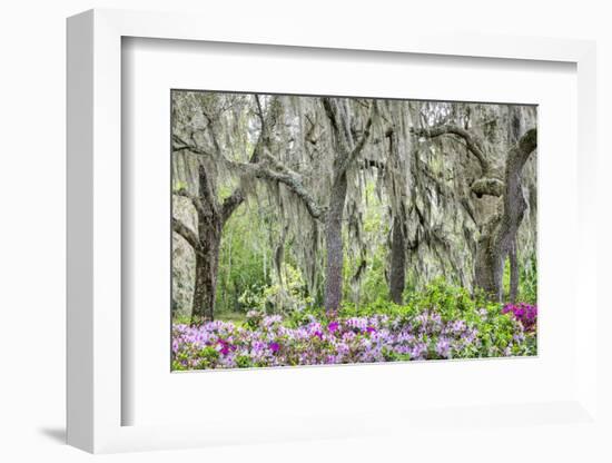 Pink azalea bush and live oak trees with Spanish Moss, Florida, USA-Lisa Engelbrecht-Framed Photographic Print