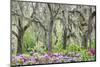 Pink azalea bush and live oak trees with Spanish Moss, Florida, USA-Lisa Engelbrecht-Mounted Photographic Print