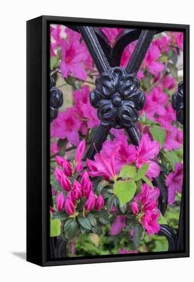 Pink Azalea, wrought iron fence, Charleston, South Carolina, Usa-Lisa S. Engelbrecht-Framed Premier Image Canvas