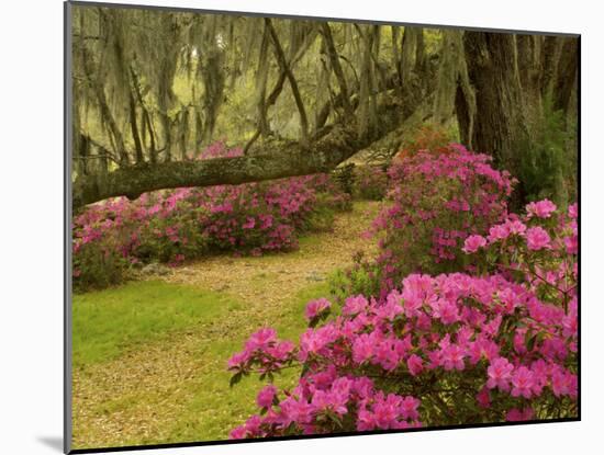 Pink Azaleas and Live Oaks, Magnolia Plantation, Charleston, South Carolina, USA-Corey Hilz-Mounted Photographic Print