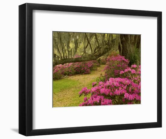 Pink Azaleas and Live Oaks, Magnolia Plantation, Charleston, South Carolina, USA-Corey Hilz-Framed Photographic Print