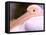 Pink-Backed Pelican, Delta Dunarii, Romania-Gavriel Jecan-Framed Premier Image Canvas