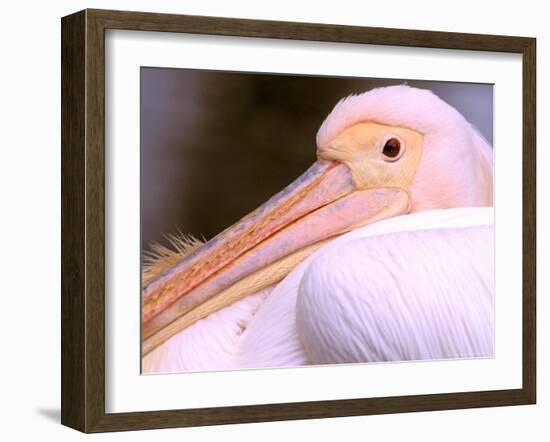 Pink-Backed Pelican, Delta Dunarii, Romania-Gavriel Jecan-Framed Photographic Print