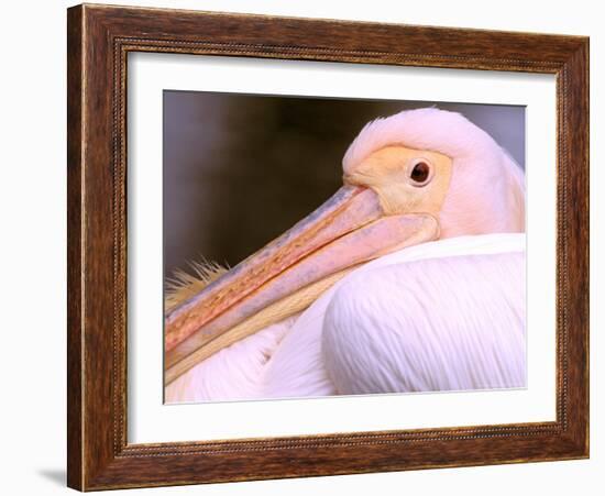 Pink-Backed Pelican, Delta Dunarii, Romania-Gavriel Jecan-Framed Photographic Print