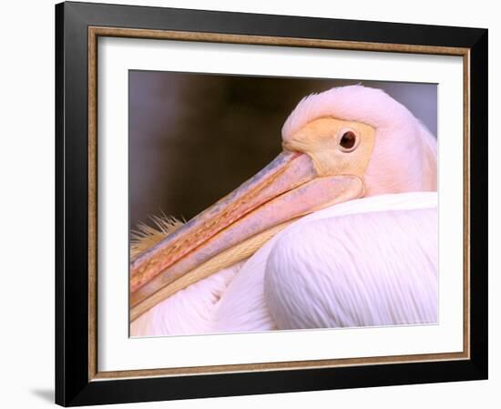Pink-Backed Pelican, Delta Dunarii, Romania-Gavriel Jecan-Framed Photographic Print