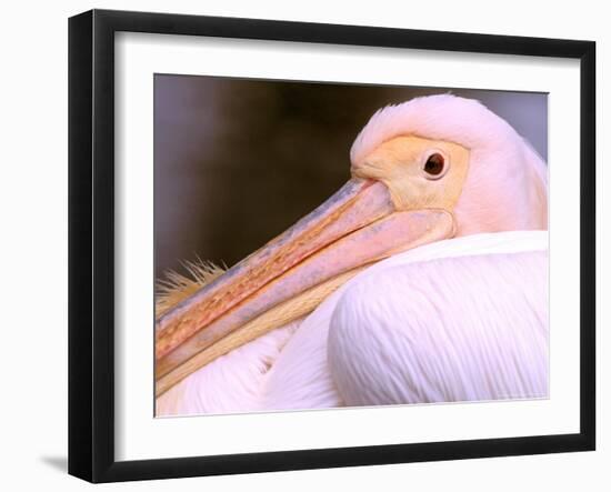 Pink-Backed Pelican, Delta Dunarii, Romania-Gavriel Jecan-Framed Photographic Print