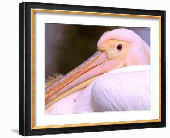 Pink-Backed Pelican, Delta Dunarii, Romania-Gavriel Jecan-Framed Photographic Print